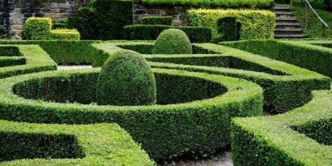 Živý plot: vlastnosti tvorby, výběr rostlin a aplikace v krajinném designu (105 fotografií)